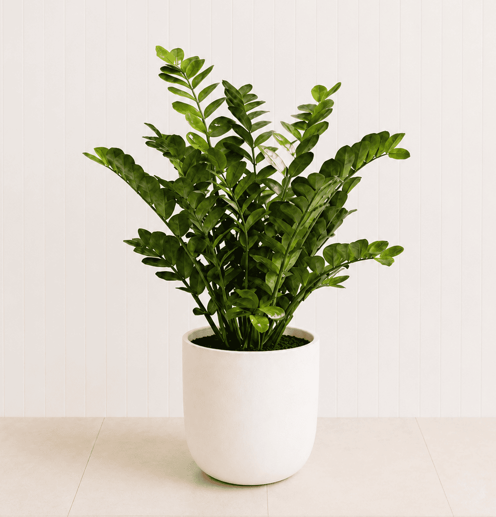A ZZ plant with glossy dark green leaflets on upright stems