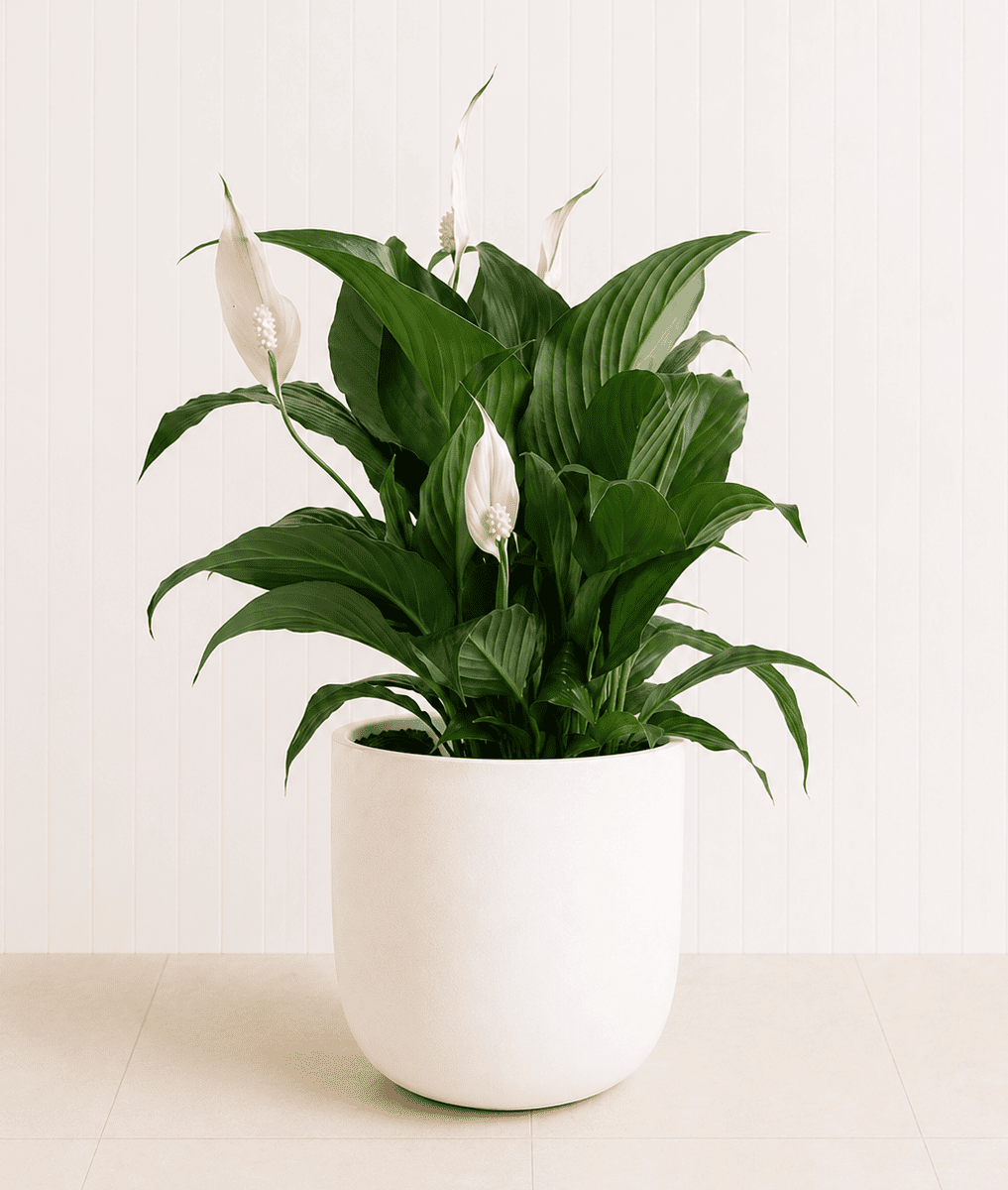 A peace lily with white spathes above dark green leaves