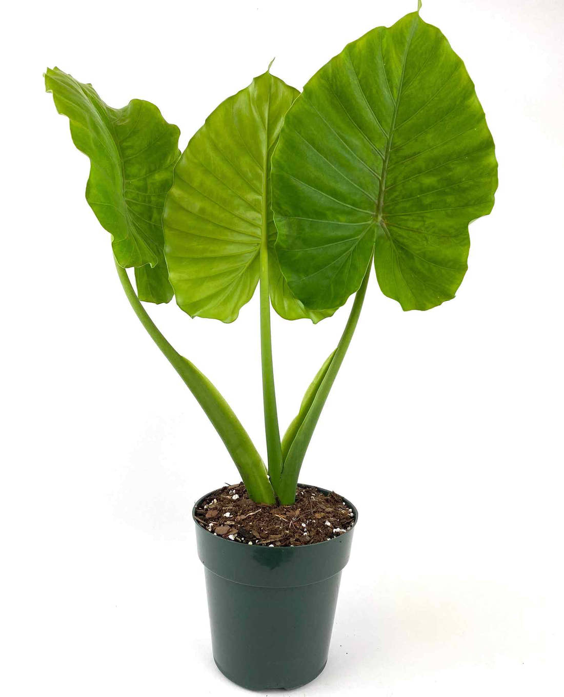 Alocasia California plant with large bright green leaves in a dark pot