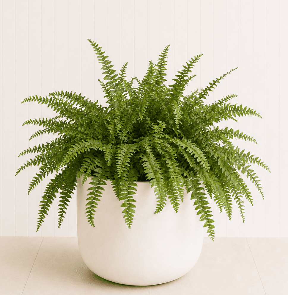 Boston fern in a white ceramic pot with lush green fronds