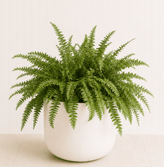Boston fern in a white ceramic pot with lush green fronds