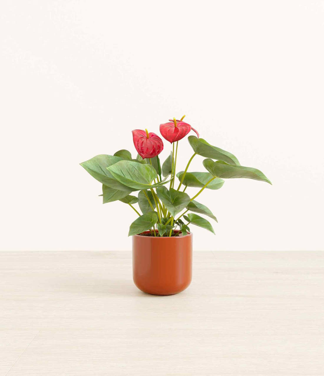 Red anthurium plant in a terracotta pot with glossy green leaves and red blooms