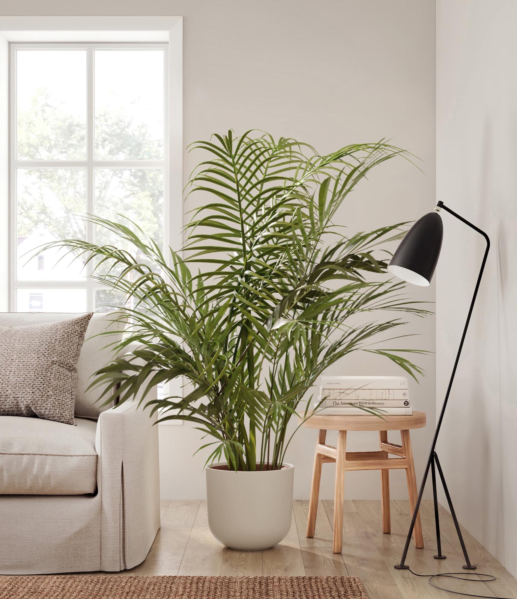 How to Decorate Your Living Room with Indoor Plants
