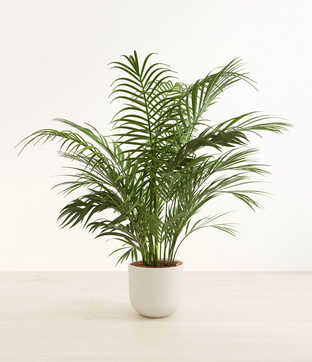 An areca palm in a woven bamboo planter with arching green fronds