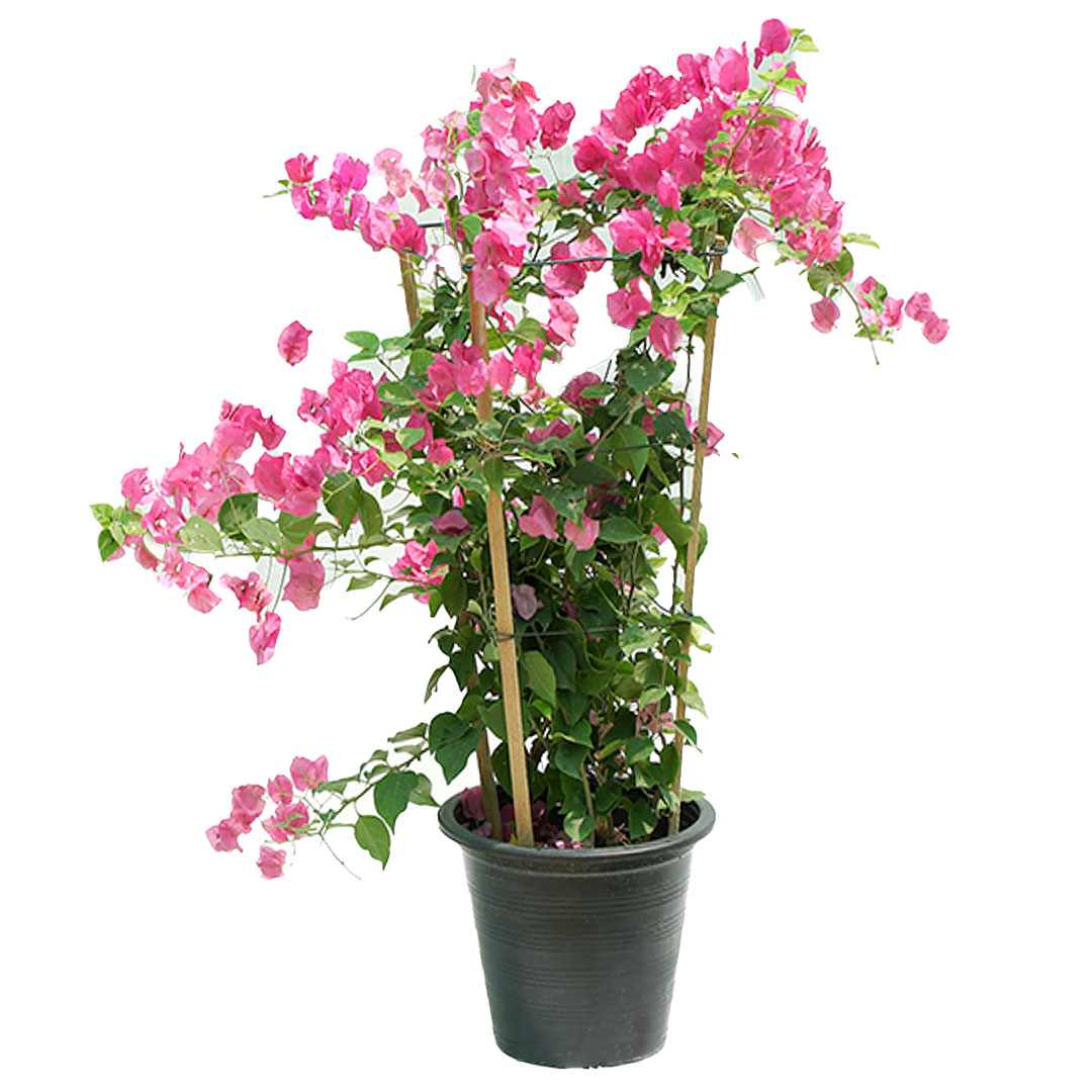 Tall bougainvillea plant with bright pink bracts in a dark nursery pot