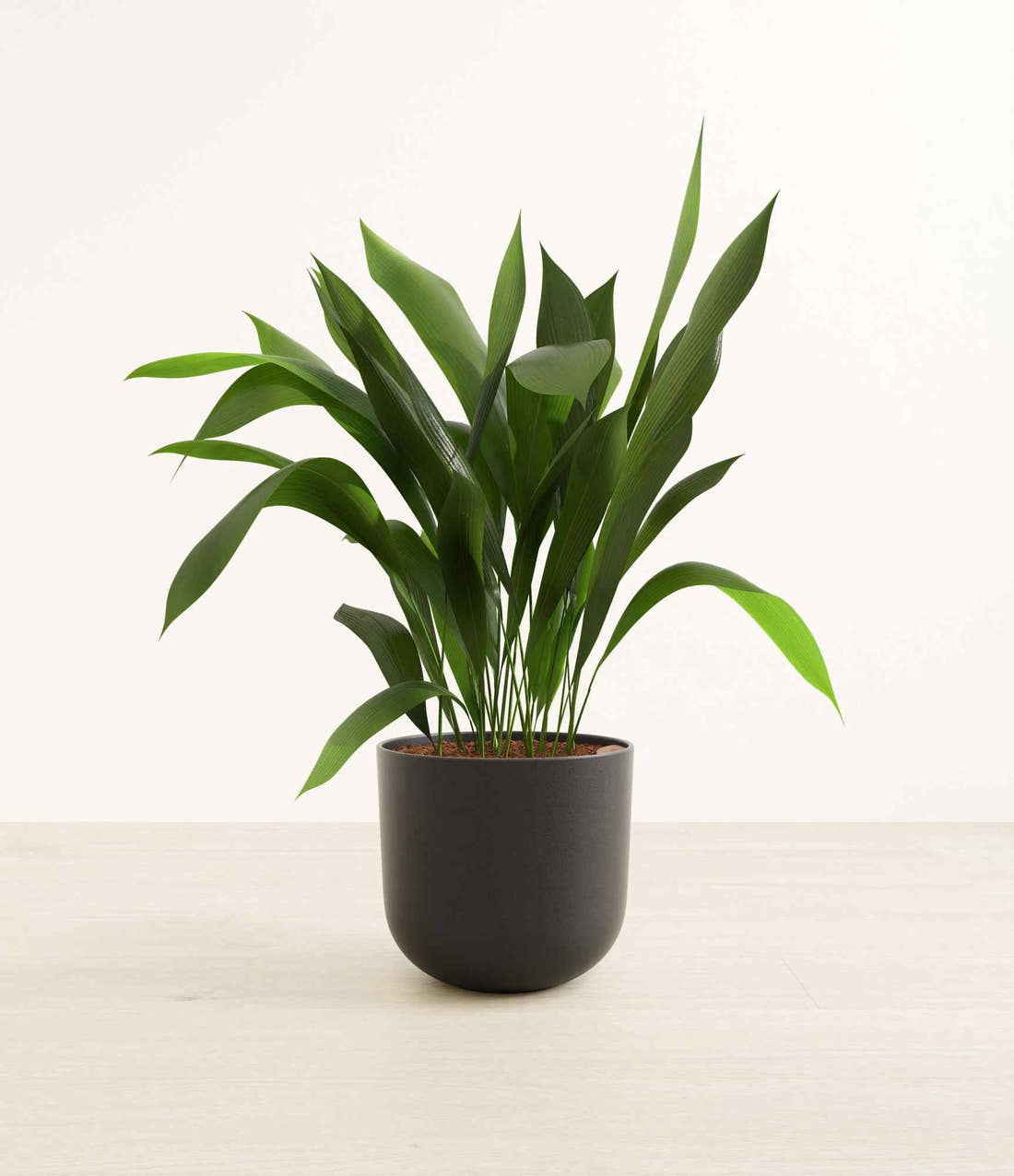 Cast iron plant with long green leaves in a dark gray pot