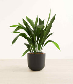 Cast iron plant with long green leaves in a dark gray pot