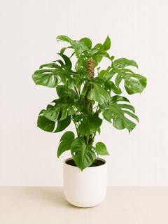 A monstera deliciosa with large split leaves in a pot