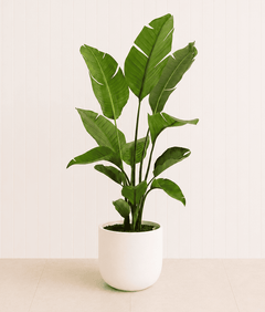 A bird of paradise plant with tall paddle shaped leaves