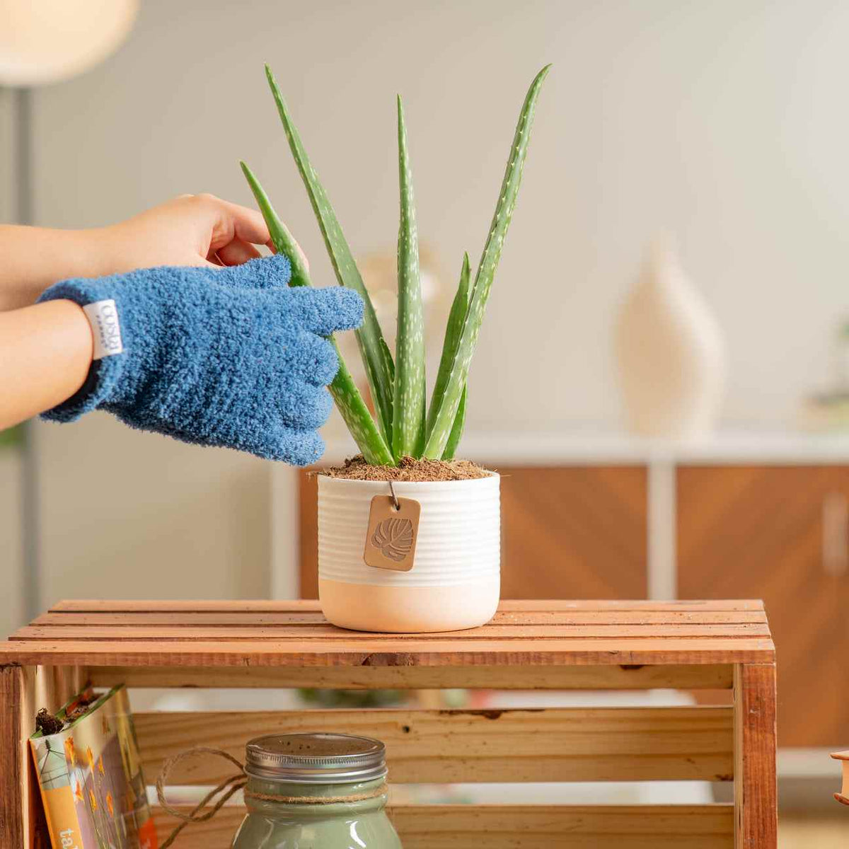 An aloe vera plant in a white pot being wiped clean with a blue cloth