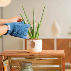 An aloe vera plant in a white pot being wiped clean with a blue cloth