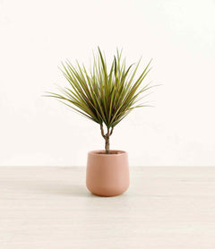 Dracaena marginata plant with spiky green leaves in a terracotta pot