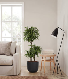 Dracaena Warneckii plant with layered leaves in a black pot