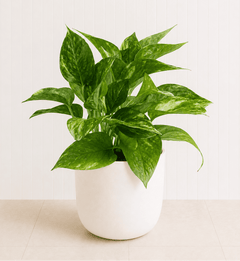 A golden pothos with trailing stems and marbled yellow green leaves