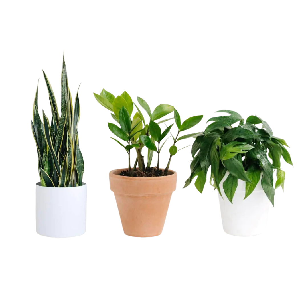 A group of easy care potted green plants