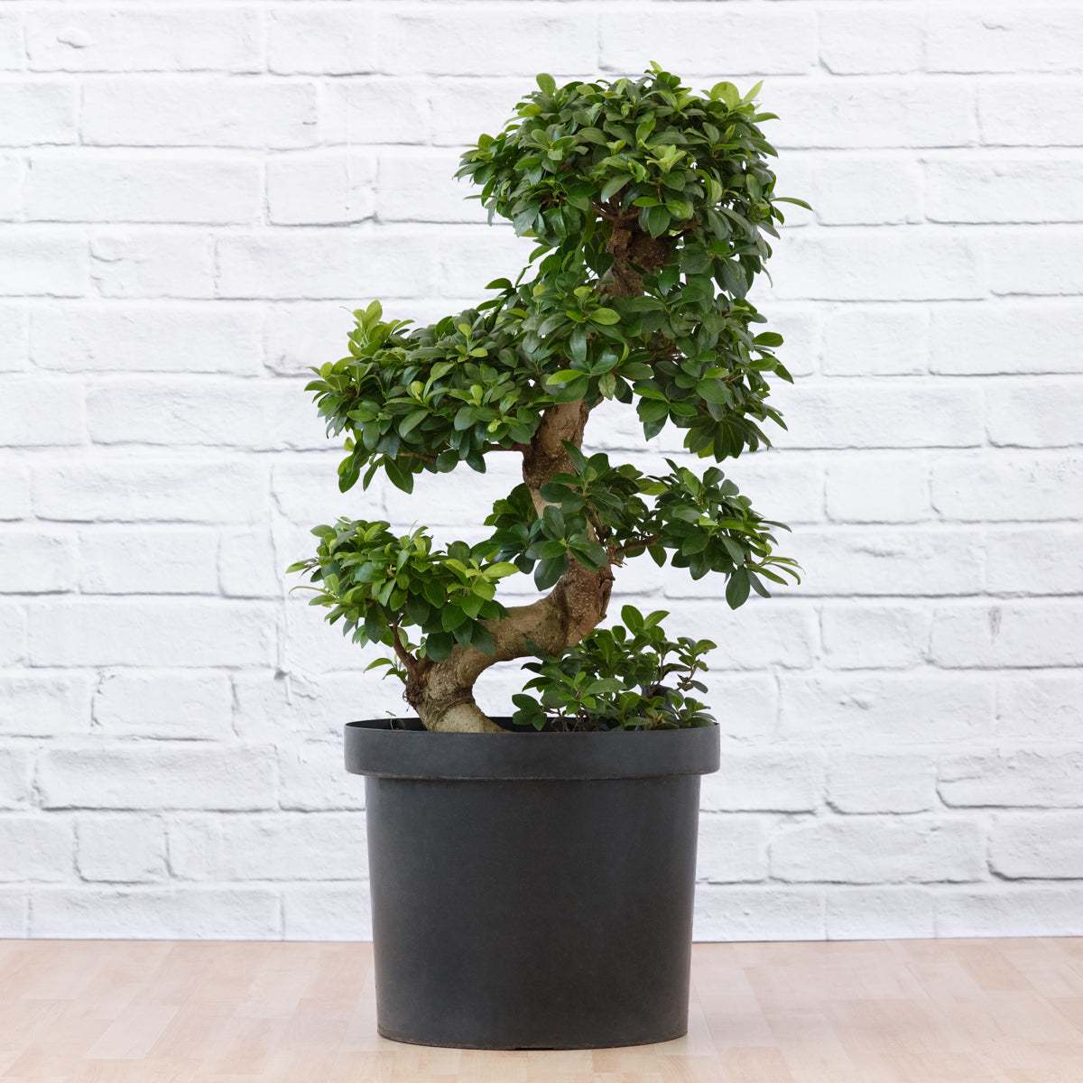 Ficus ginseng plant with an S shaped trunk
