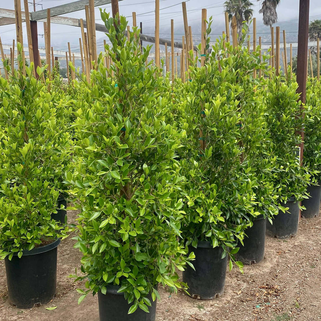 Potted Ficus nitida shrubs with dense bright green leaves