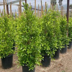 Potted Ficus nitida shrubs with dense bright green leaves
