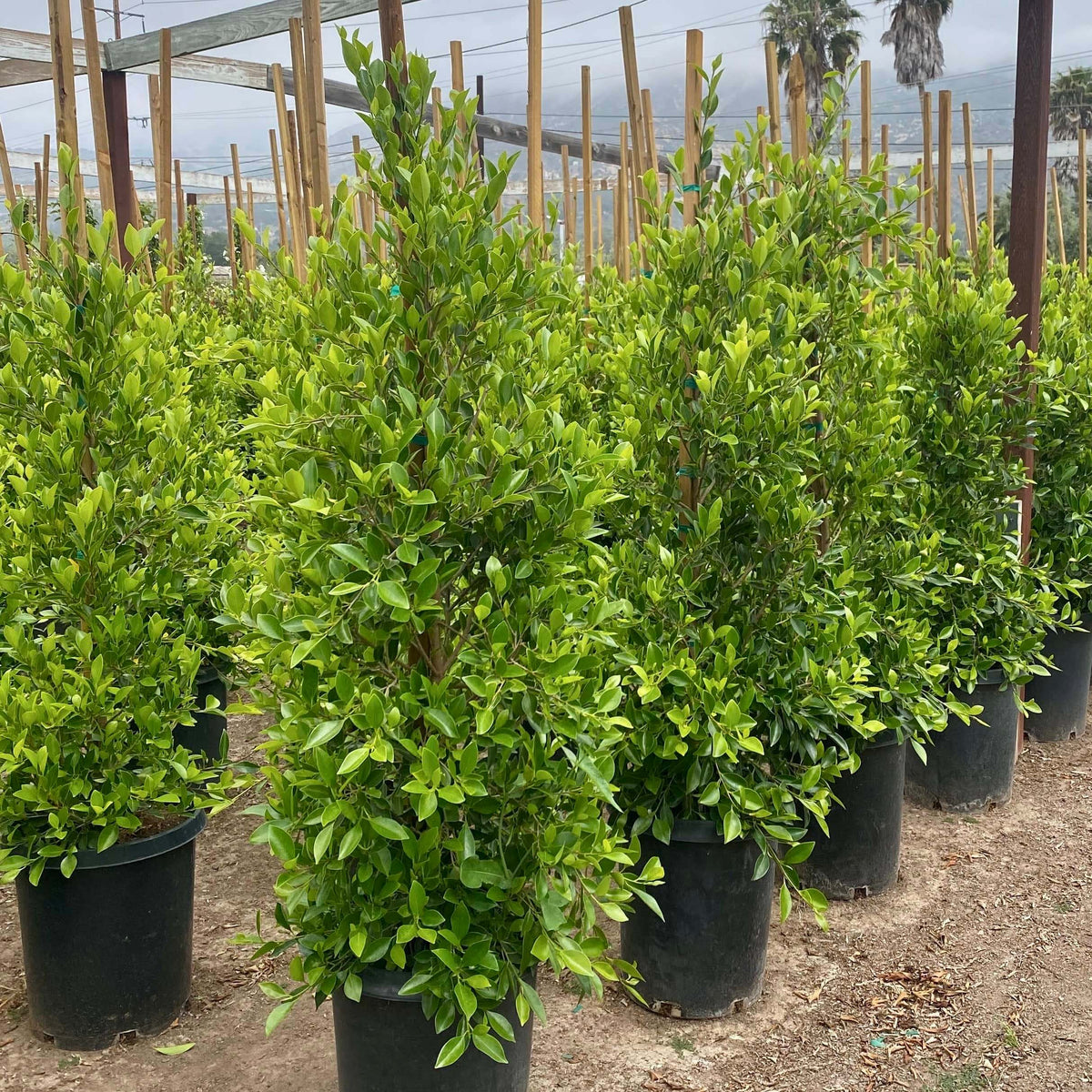 Potted ficus nitida shrubs with dense bright green leaves