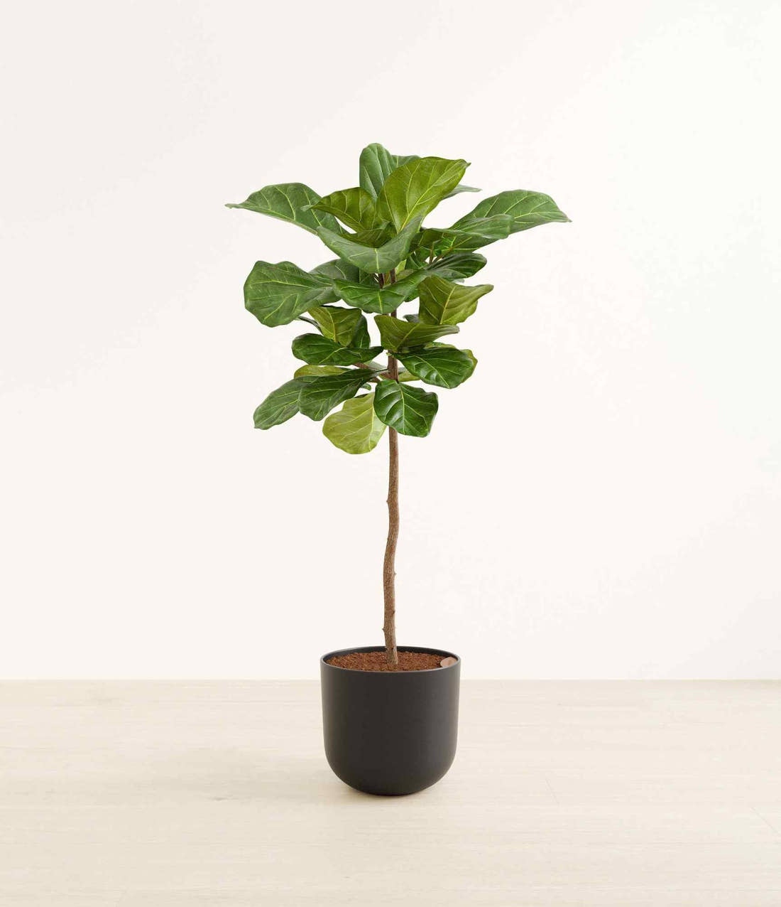 A fiddle leaf fig with large veined leaves in a black stone planter