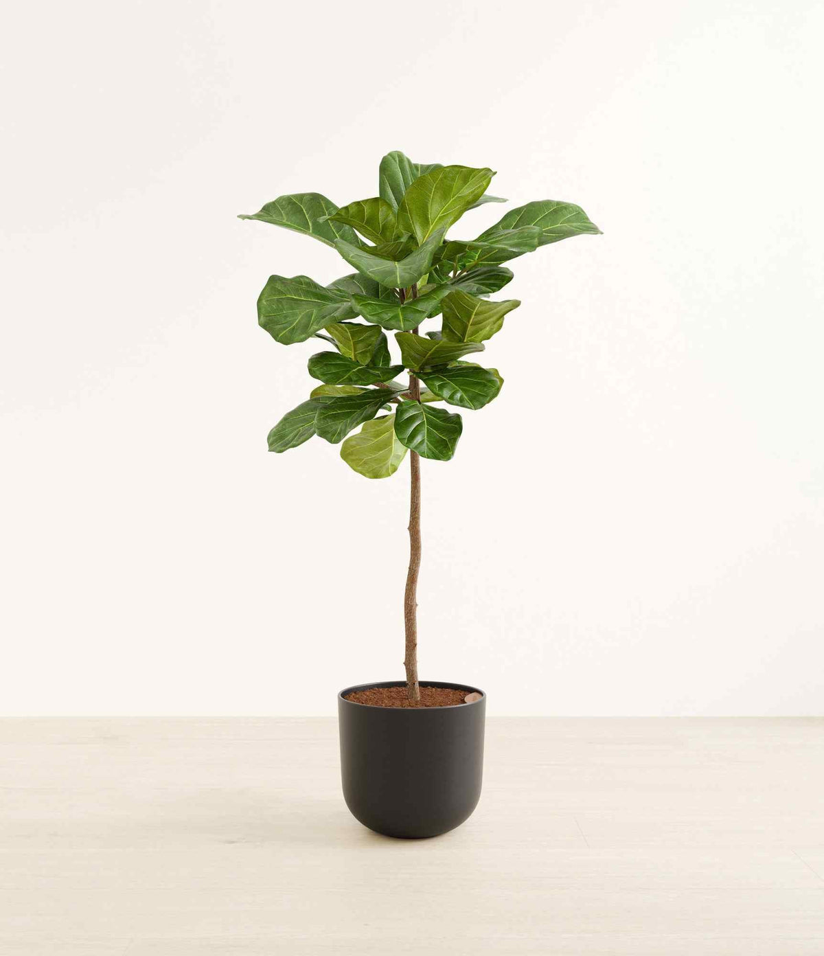 A fiddle leaf fig with large veined leaves in a black stone planter