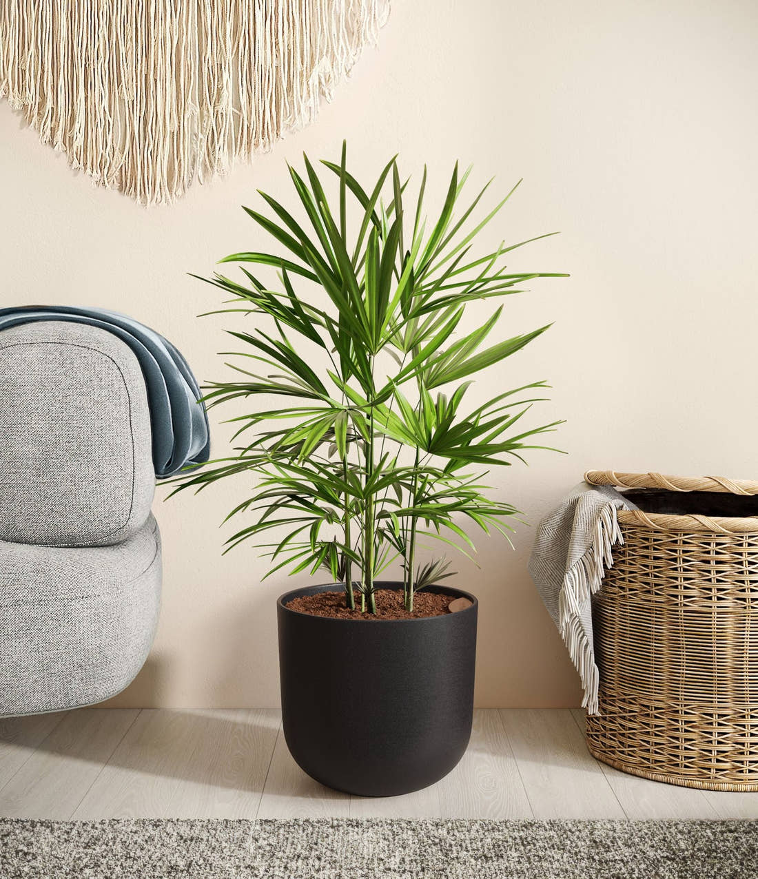 Potted palm plant with green fronds in a matte black round pot