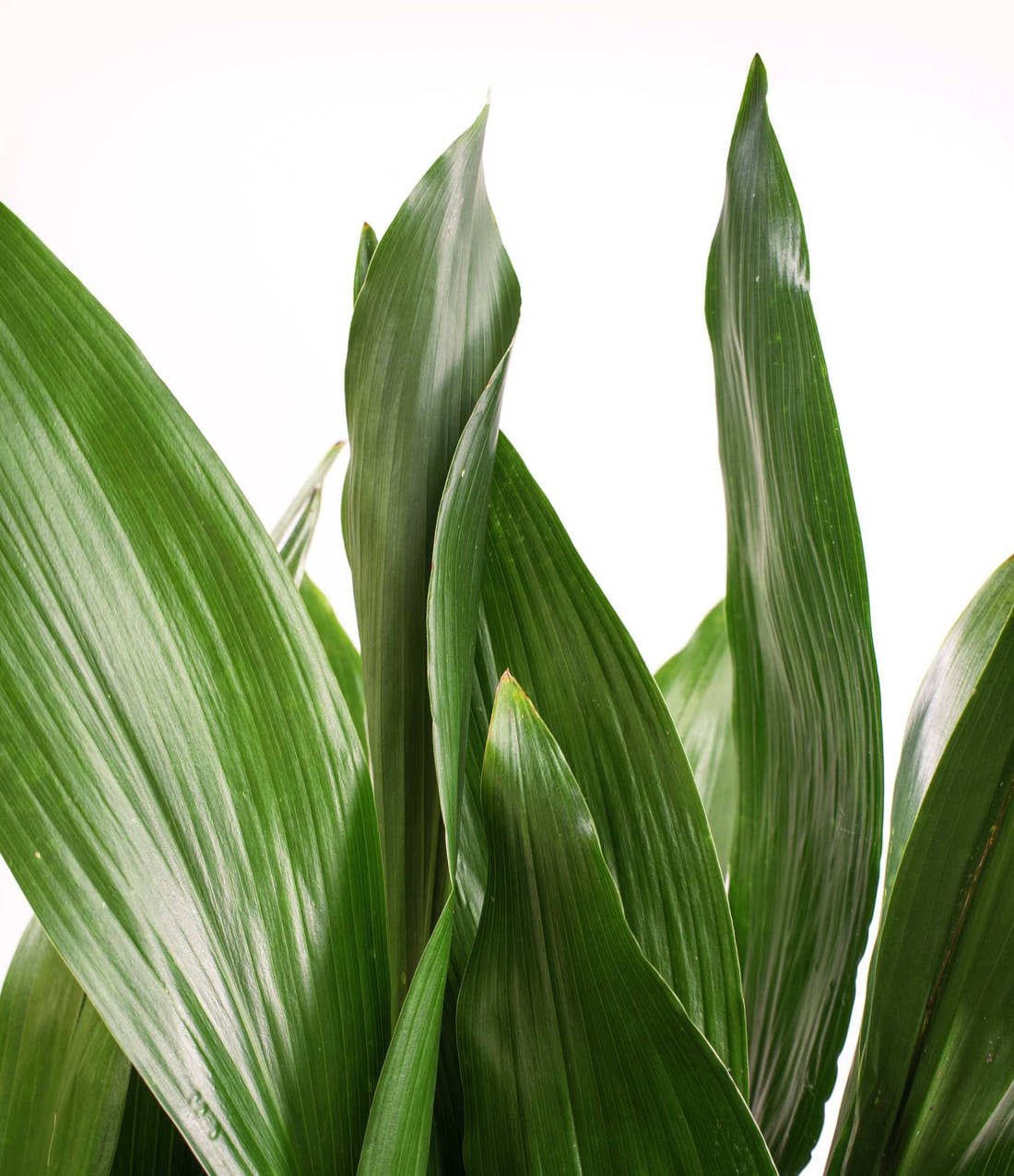 Close view of long green cast iron plant leaves