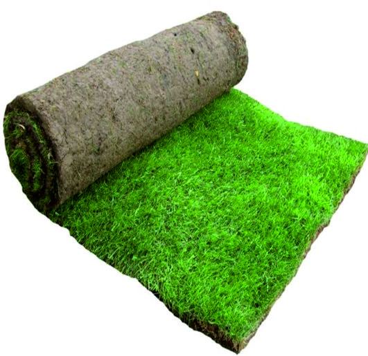 Natural paspalum grass carpet roll with a green top and a rolled tan underside