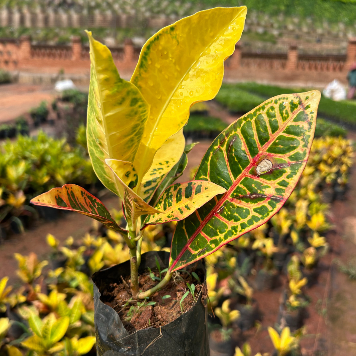 Croton plant with yellow, green and red leaves in a black nursery pot