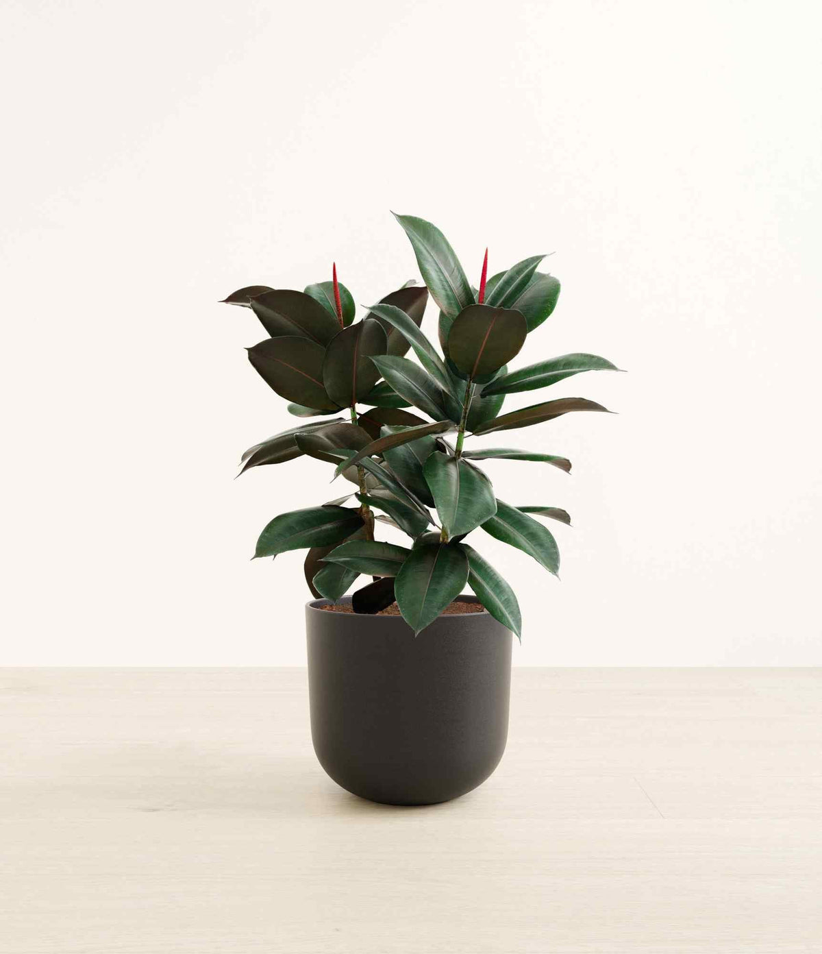Rubber plant with glossy dark green leaves in a matte black pot