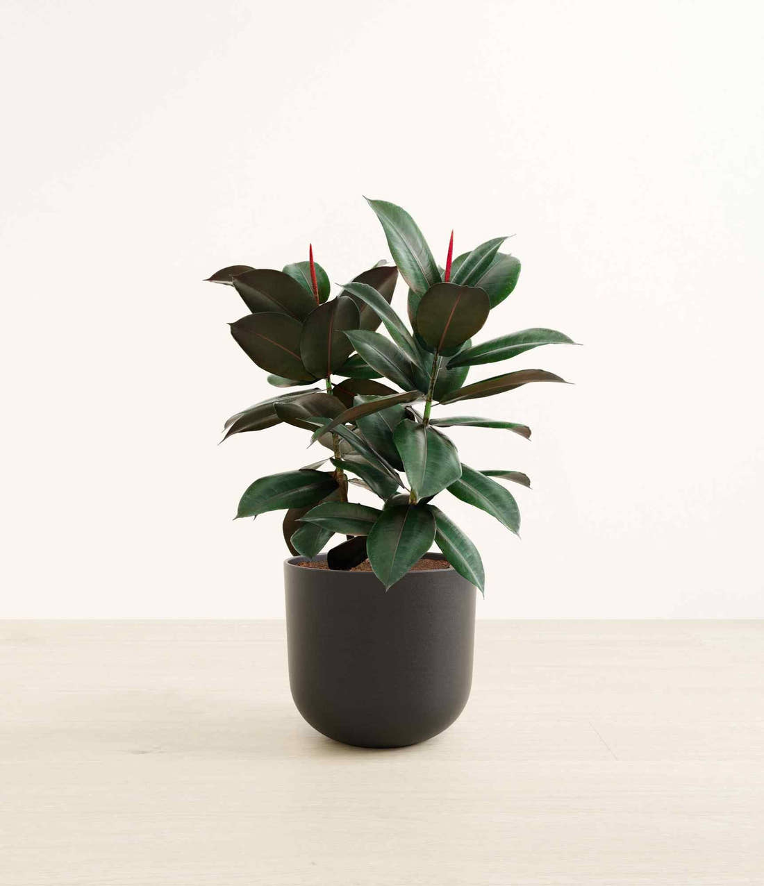 A rubber plant with thick glossy leaves in a black stone planter