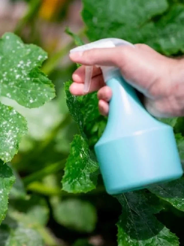 Beginner’s Guide to Plant Care in UAE Weather