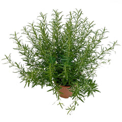 Rosemary plant with green sprigs in a terracotta pot