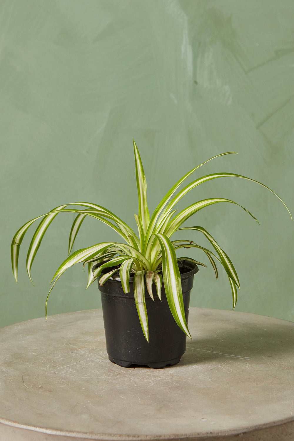 Spider plant in a black nursery pot with long green and cream striped leaves