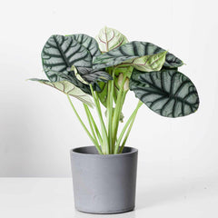 Alocasia Silver Dragon plant with silvery green leaves