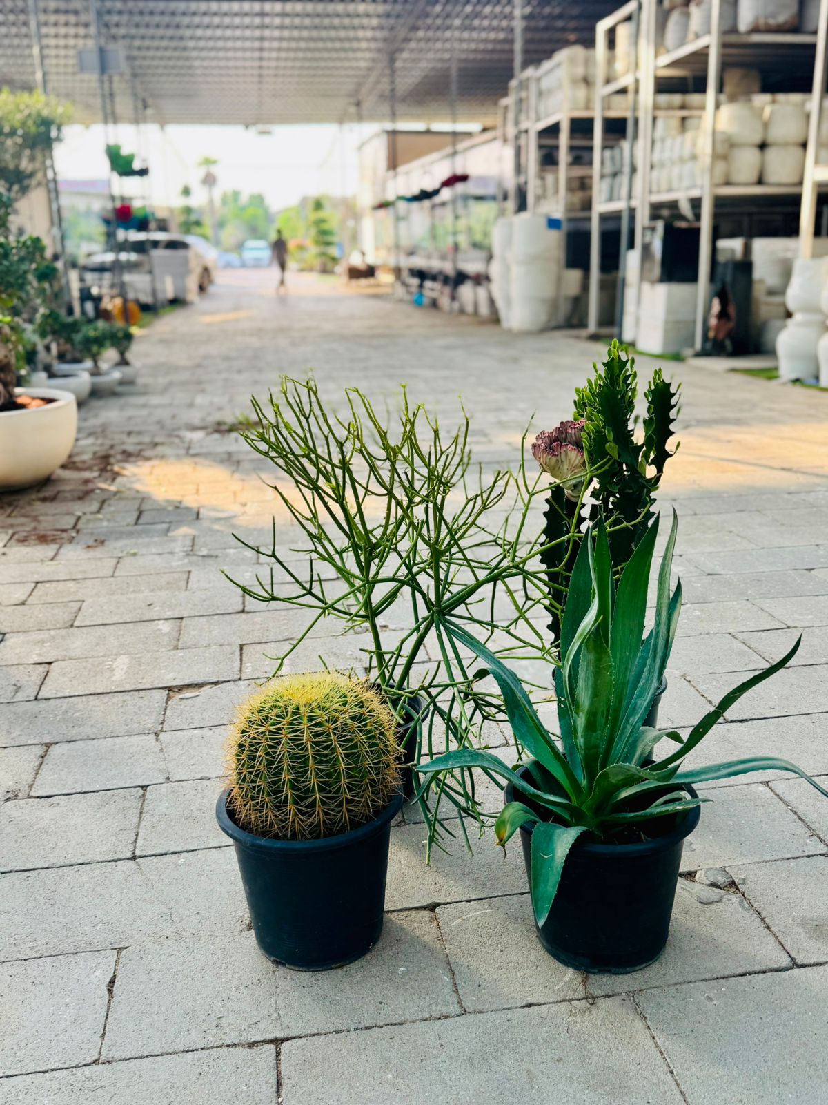 Top Plants That Thrive in UAE Summer Heat