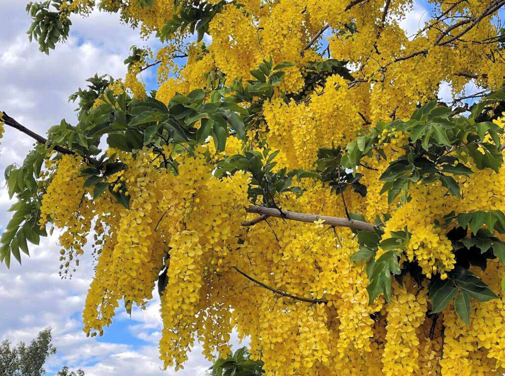 Golden shower tree canopy with yellow hanging flower clusters and broad green leaves