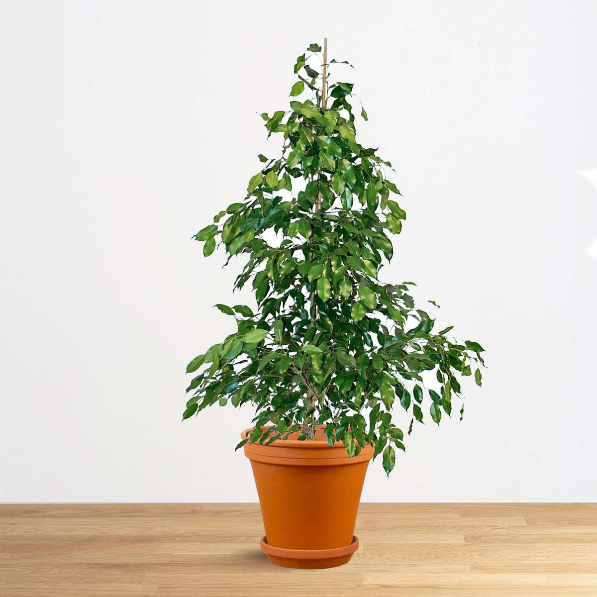 Ficus benjamina tree with small green leaves in an orange terracotta pot