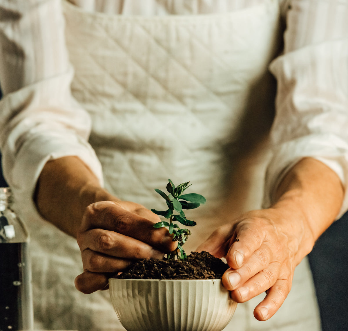 Two hands settling a young plant into potting mix in a white bowl
