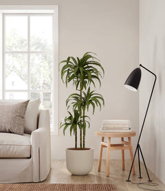A tall dracaena Janet Craig in a bamboo basket planter in a room