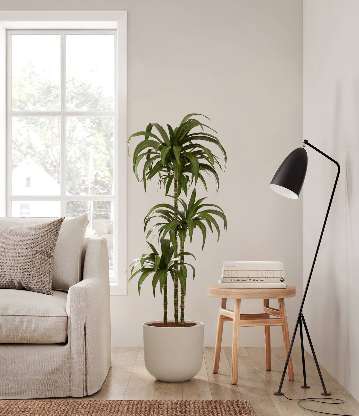 A tall dracaena Janet Craig in a bamboo basket planter in a room