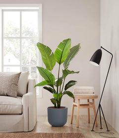 A tall white bird of paradise plant in a grey pot in a living room