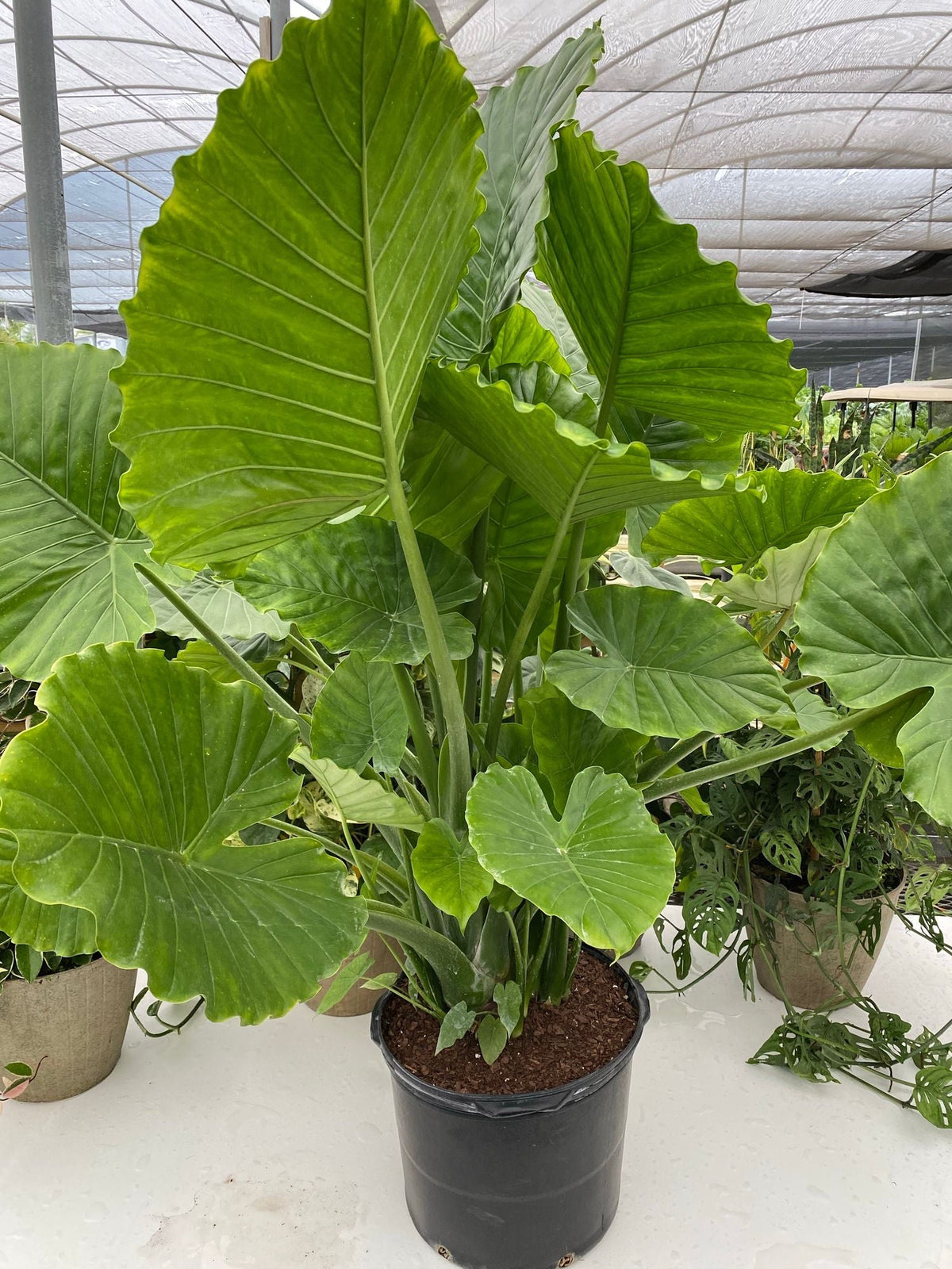 Alocasia plants with large green leaves growing in black nursery pots