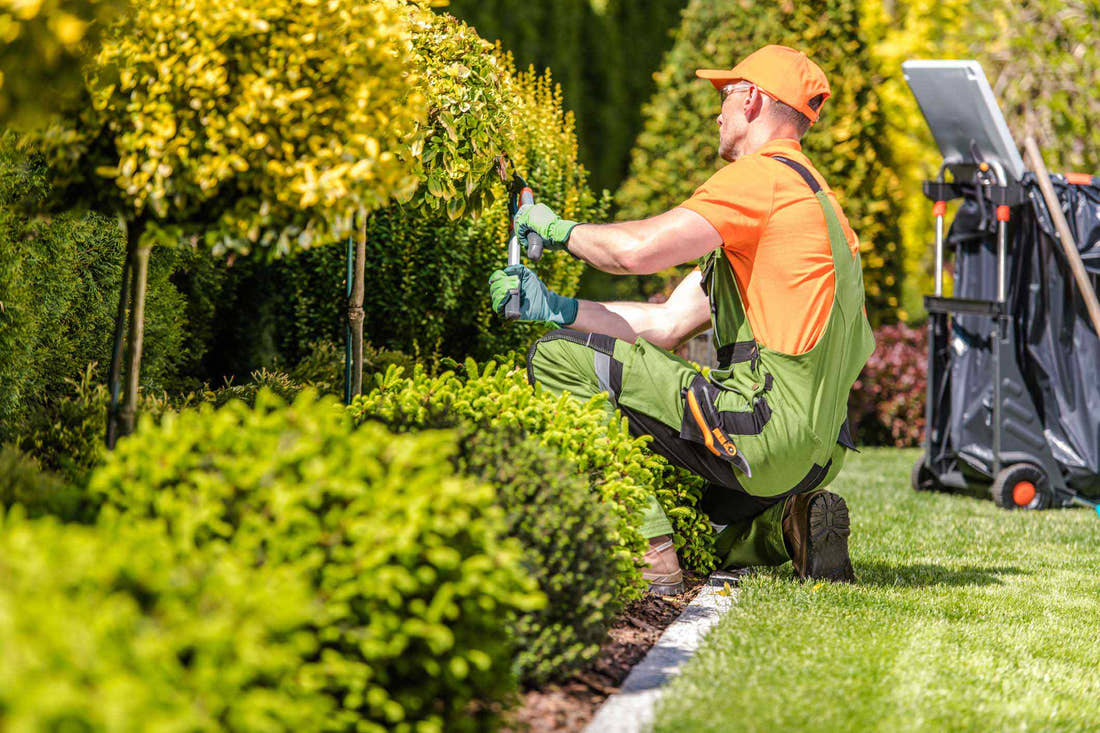 A landscaped outdoor garden with trees, shrubs and lawn