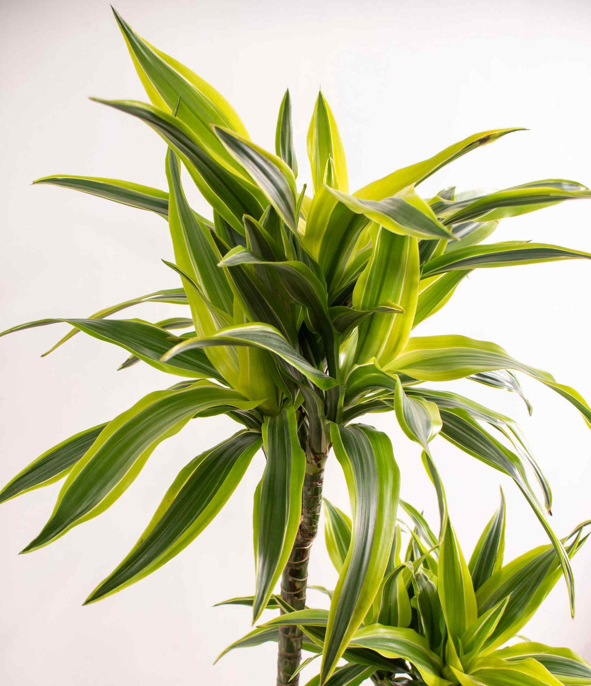 Close view of dracaena leaves with green and yellow variegation