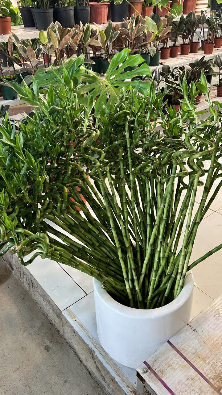 Lucky bamboo stalks in a white planter pot
