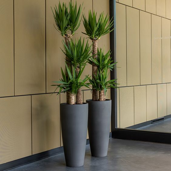 Best Office Plants to Boost Productivity and Reduce Stress