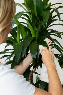 Potted green plants arranged together