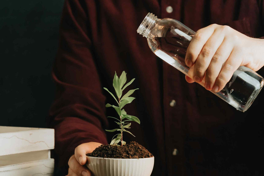 A person holding a watering can over a small potted houseplant on a table