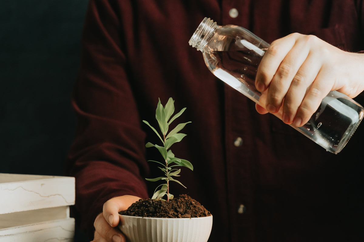 A person holding a watering can over a small potted houseplant on a table